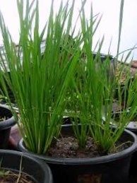 Pot Padi KPS 1000 L (1)